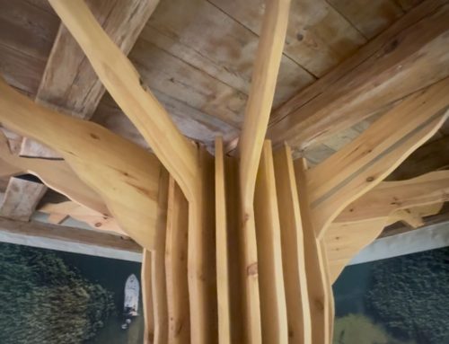 Was die Eichen erzählen